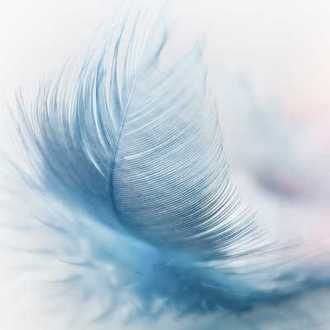 feather 3010848 330px