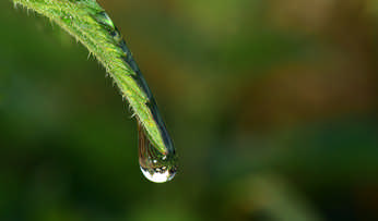 Raw fresh green